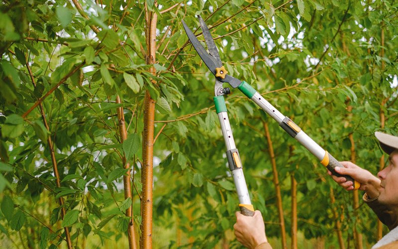 Tree trimming in Reedsville, PA